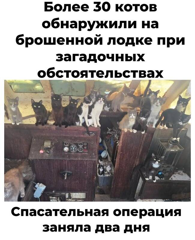 Более 30 котов обнаружили на брошенной лодке при загадочных обстоятельствах