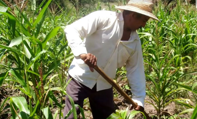 Сундук возрастом 1000 лет: лопата фермера случайно попала в клад