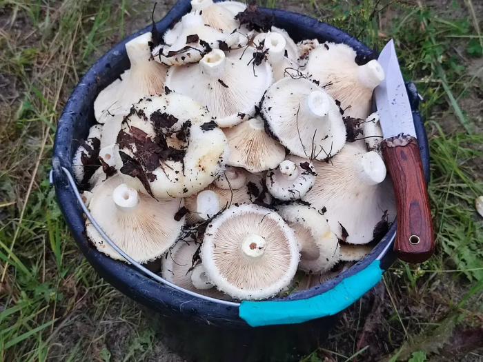 «Вы либо бессмертные, либо сумасшедшие»: гость из Мюнхена объяснил, почему для них обычный поход в лес - это сценарий фильма ужасов.