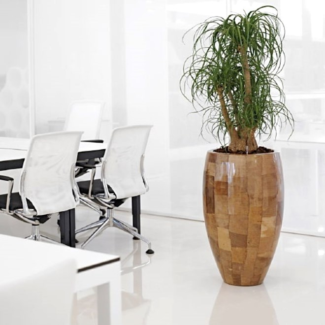 Комнатные растения в интерьере квартиры (112 фото)