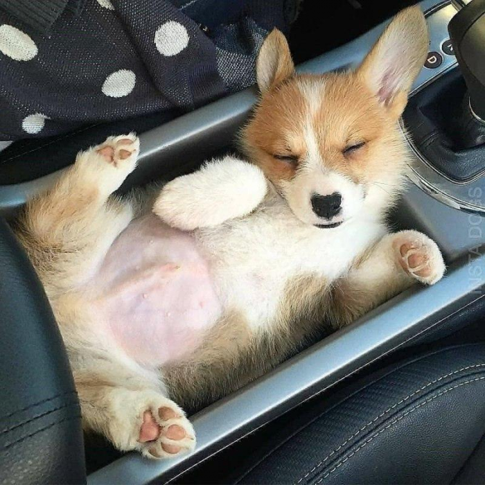 Посмотрите на 25+ фото и видео с самыми забавными ушастыми корги. И как можно быть такими милыми булочками?