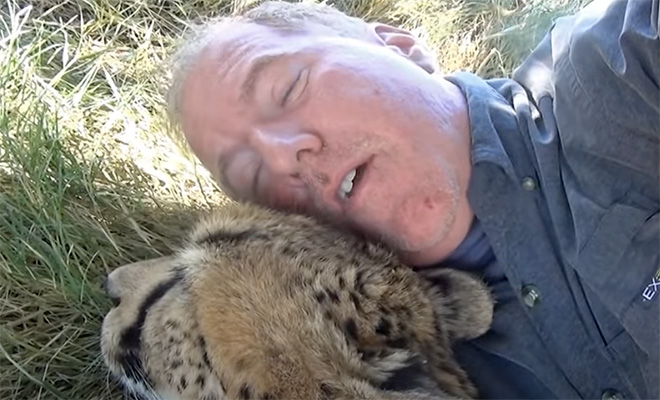 Фотограф уснул в заповеднике, а когда проснулся рядом спал гепард: видео