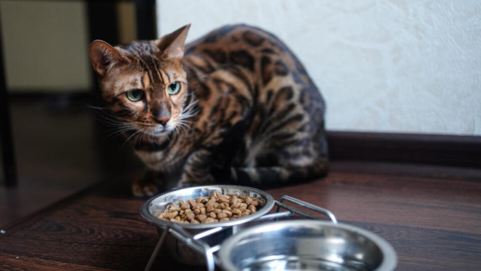 Ветеринар объяснила, почему кошка сидит у миски и не ест