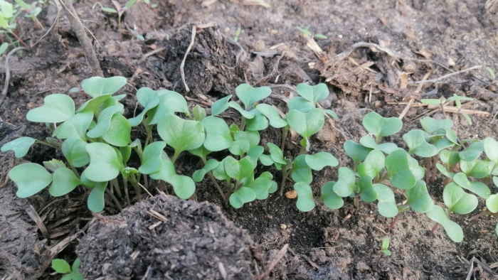 Семь проверенных культур для апрельского посева