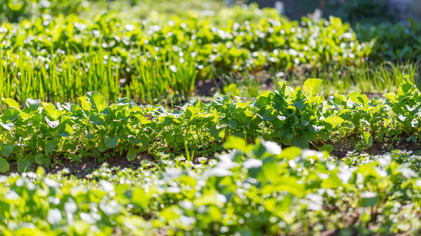 Как посеять укроп и петрушку в апреле, чтобы собирать свежий урожай до самых заморозков