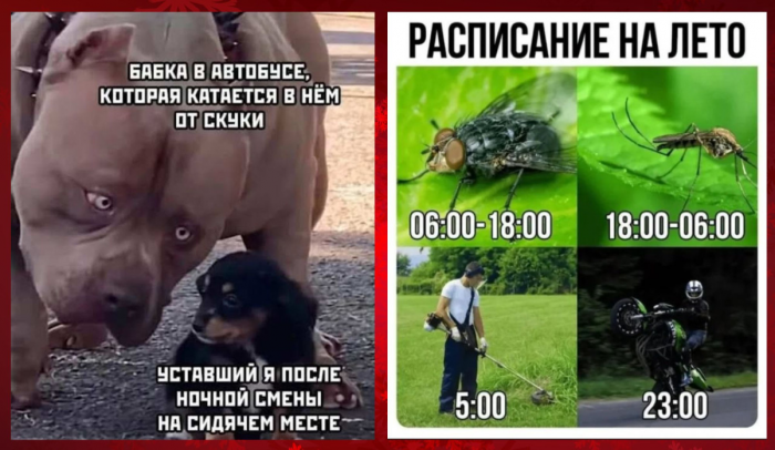 Смешные картинки с юмором и планы на лето