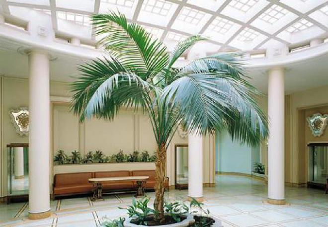 Комнатные растения в интерьере квартиры (112 фото)