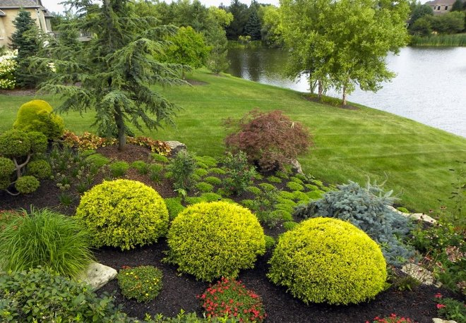 Хвойные растения для сада: выбираем самые неприхотливые культуры (65 фото)