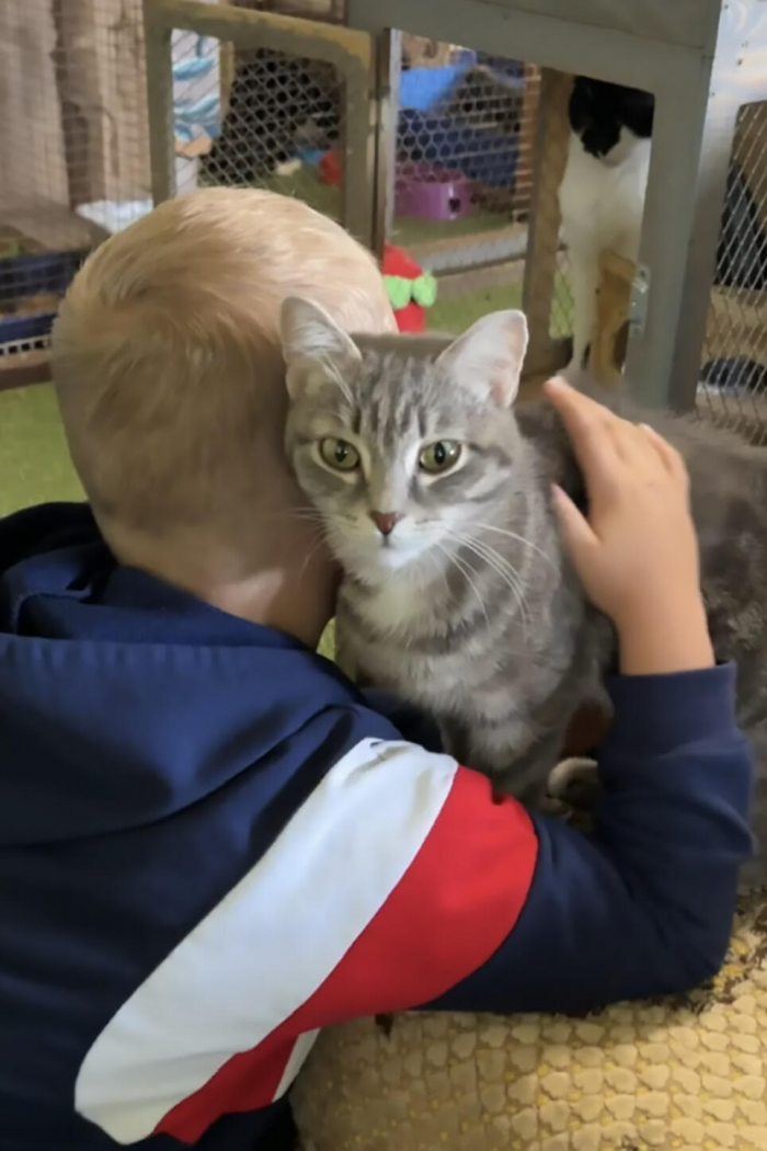 Хрюкающая Панда, ласковая Мила и гордый Гермес: три истории о том, как коты из приютов обрели дом