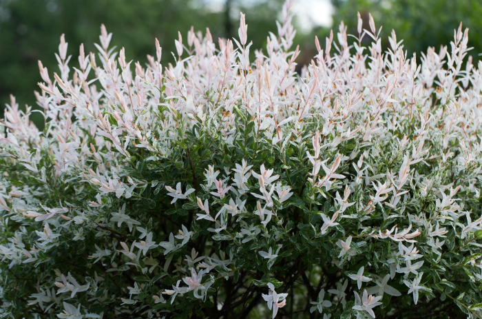 Неприхотливые декоративные кустарники в ландшафтном дизайне: фото и описания (56 фото)