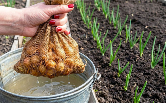 Секретный трюк опытного садовода: как вырастить лук в два раза крупнее обычного