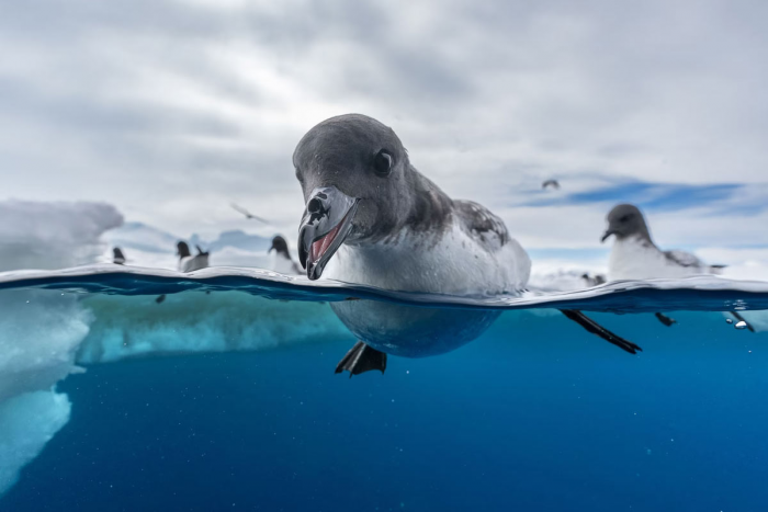 Победители конкурса на лучшие фотографии птиц Bird Photographer of the Year 2024