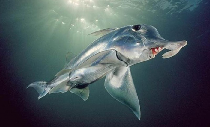 Ученые опустили камеру на дно Марианской впадины и стали ждать. Через час вокруг стали появляться неизвестные существа