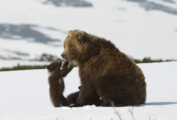 Лучшие фильмы про животных: 15 кинолент с высоким рейтингом
