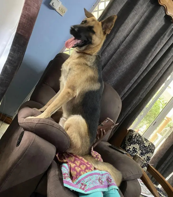 Питомцы, которые не знают границ