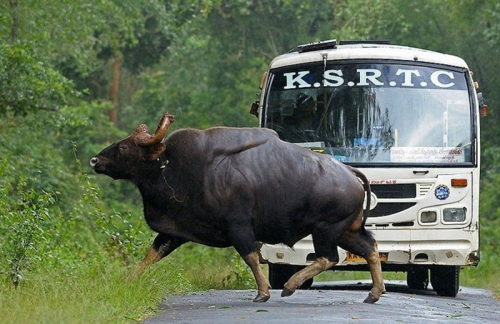 Гаур: самый крупный дикий бык, король джунглей