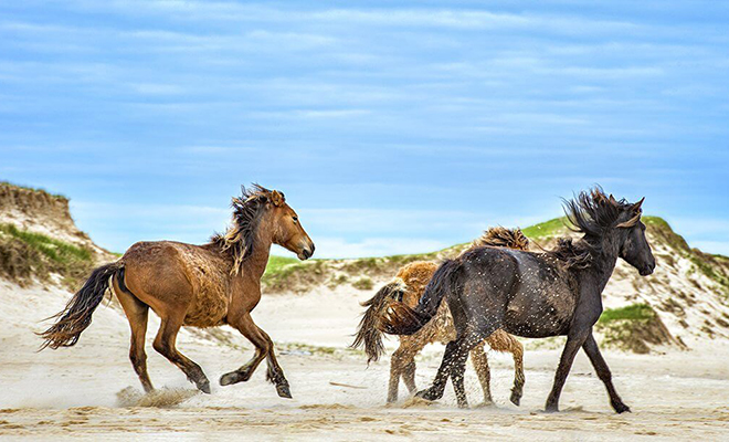 Моряки завезли на остров коней, а потом уплыли. 100 лет спустя люди вернулись и остров изменился