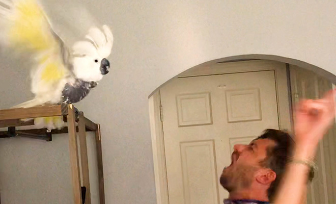 Попугай впал в депрессию и потерял все перья. Мужчина стал с ним танцевать и за 6 месяцев птица снова стала нормальной
