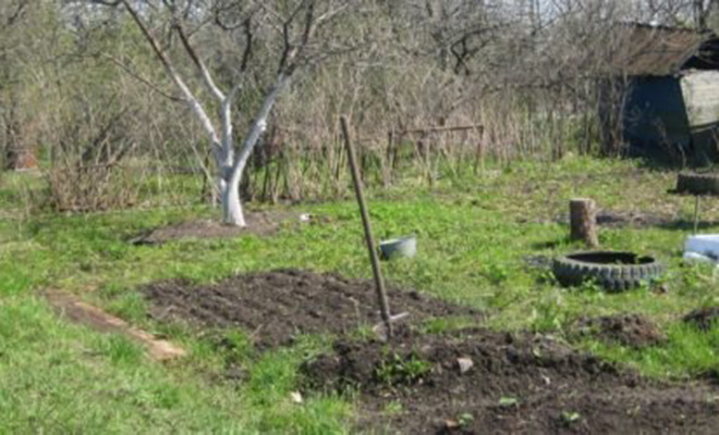 Люди услышали шорох и заглянули под крыльцо, когда оттуда выбежало существо похожее на «живое полено»