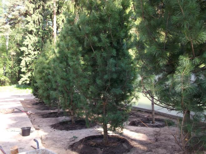 Хвойные растения для сада: выбираем самые неприхотливые культуры (65 фото)