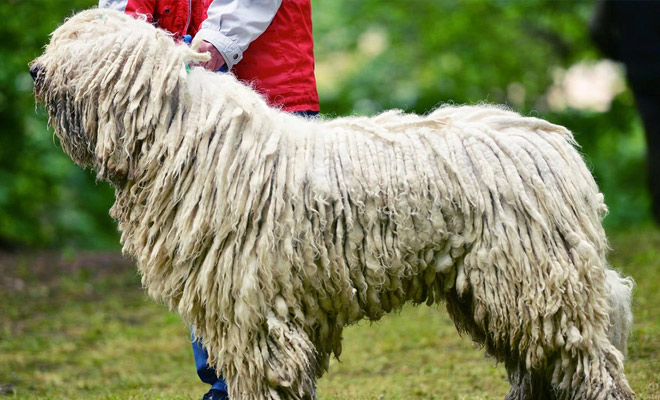 Русская овчарка вышла навстречу волкам и защитила свою отару