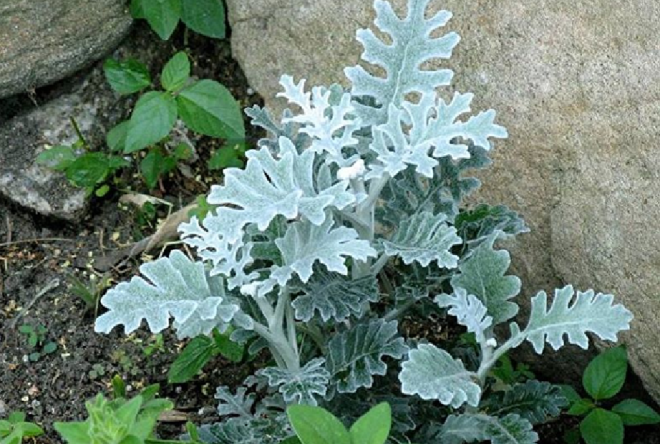 «Седой» цветок или прекрасное комнатное растение цинерария (61 фото)