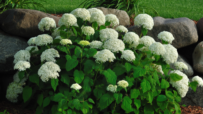 Весенняя подкормка гортензии: эффективная схема для пышного цветения