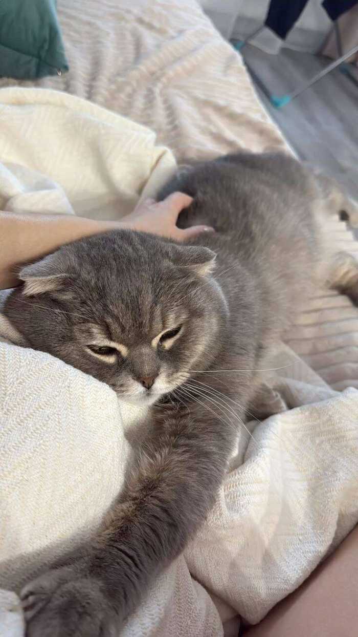 Почему кошки топчут лапками и урчат: особенности поведения